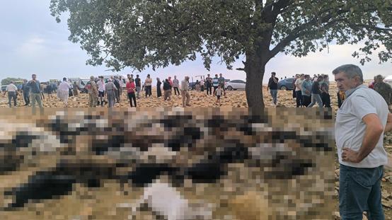 Şırnakta yıldırım isabet eden 99 küçükbaş hayvan telef oldu
