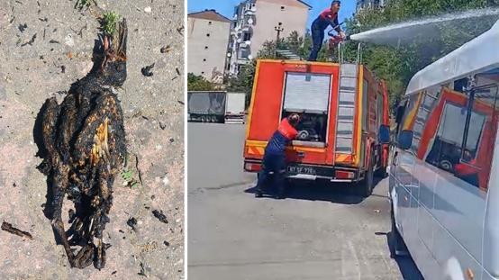 Yüksek gerilim hattına konan karga yangın çıkardı