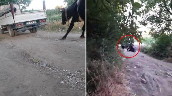 İneği kamyonetin arkasına bağlayıp sürükledi, vicdanları sızlatan görüntü