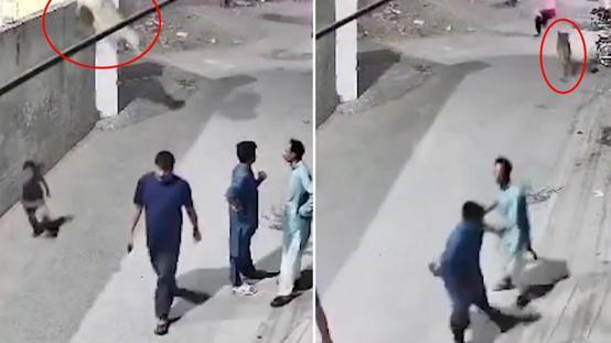 Evde bakılan aslan, duvardan atlayarak sokaktaki insanlara saldırdı
