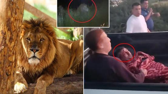 İlçe diken üstünde! Firari aslan bir kişiyi yaralayıp kayıplara karıştı