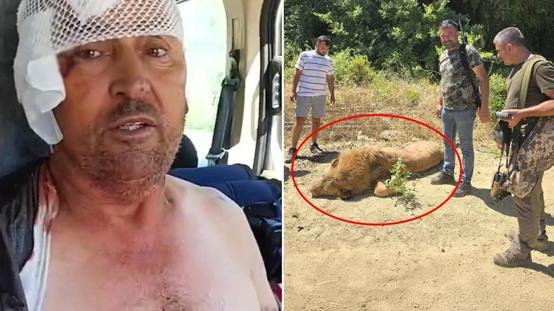 Manavgatta hayvan parkından kaçan aslan öldürüldü
