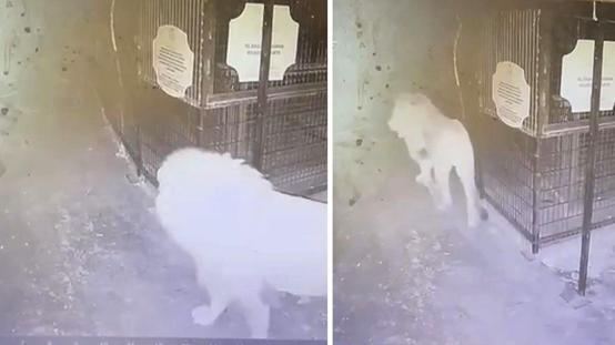Hayvan parkından kaçan aslanın kafesten çıktığı anlar güvenlik kamerasında