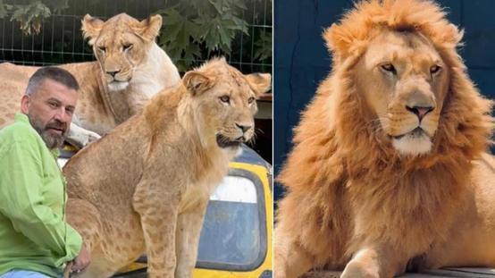 Antalyada Aslan Saldırısı: Zeus Hayatını Kaybetti