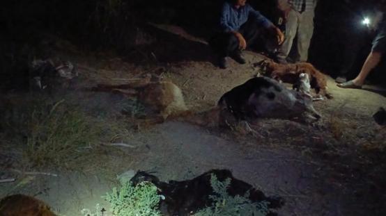 Dereden su içen 65 küçükbaş hayvan 5 dakika içinde öldü