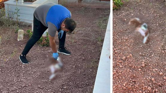 Mezarlığa gömülen köpek leşi ekipleri alarma geçirdi