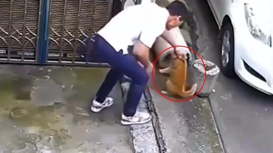 Sevmek bahanesiyle kedinin yanına yaklaştı, sonrasında olanlara inanamayacaksınız