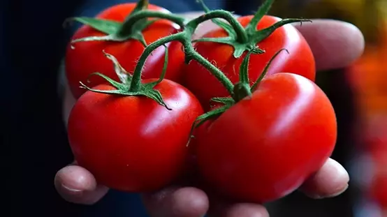 Bir ilçemizin domatesi dünyanın en iyileri arasına girdi