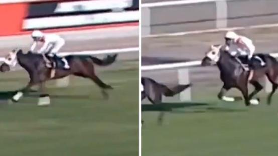Yarış görüntüleri ortaya çıktı! Kavurması yapılan atın 3 birinciliği varmış
