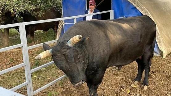 Aydında boğanın saldırdığı besici yoğun bakımda