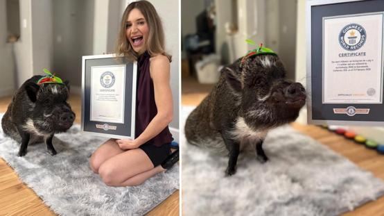 Adını dünya rekorlarına yazdıran domuz: Merlin