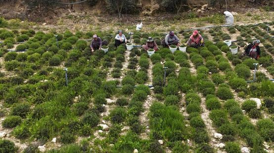 Sofraların vazgeçilmezinde bereketli hasat! Kilosu 300 liradan satılıyor