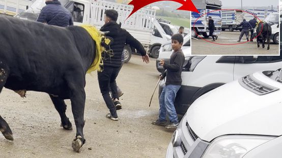 Canlı hayvan borsasında kaçan boğa paniğe neden oldu; o anlar kamerada