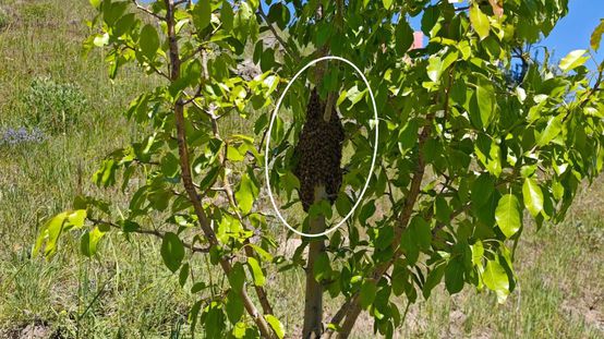 Ağaca yaklaşınca gördüğü manzaraya inanamadı! Binlercesi bir arada