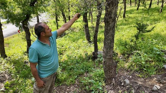 İlçe halkı alarmda! Ormanlık alanda tırtıl istilası başladı