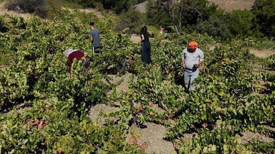 Kavacık üzümü bahçede 60, markette 200 lira! Üretici aradaki fiyat uçurumuna isyan etti