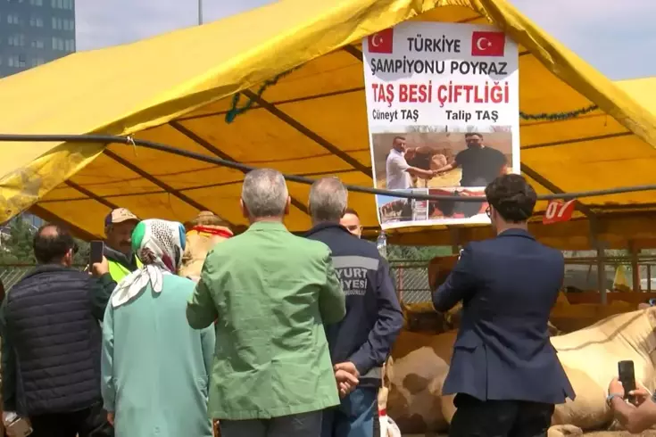 Şampiyon danasını satmaktan vazgeçti: Cumhurbaşkanına hediye edeceğim