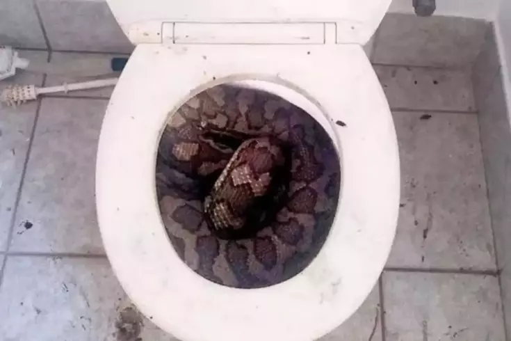 3,5 metre uzunluğundaki yılan, tuvaletini yapan adamın penisini parçaladı