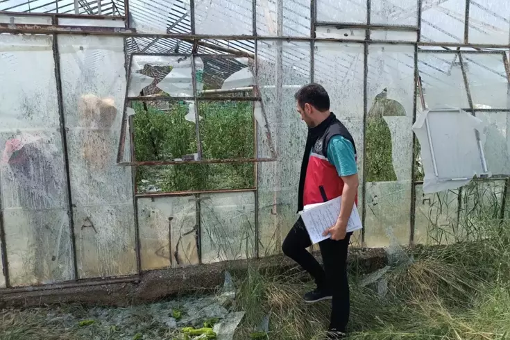 Büyük umutlarla ekti, tarlayı görünce hıçkıra hıçkıra ağladı