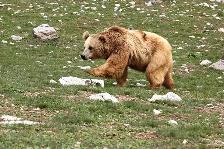 Ayı saldırısına uğrayan genç hayatını kaybetti