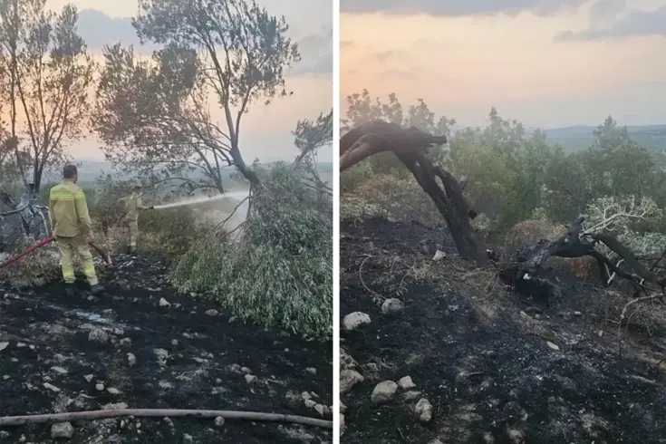 Ayvalık’tan orman yangını 100’ün üzerinde zeytin ağacı kül oldu