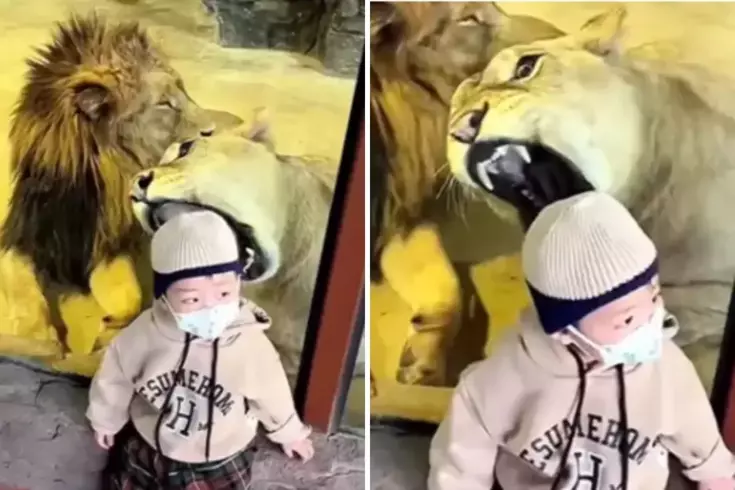 Tüyler ürperten anlar Aslan küçük çocuğa saldırmaya çalıştı