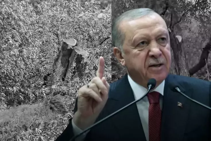 Cumhurbaşkanı Erdoğan’dan Milas’taki zeytin ağacı katliamına sert tepki: İzin vermeyeceğiz