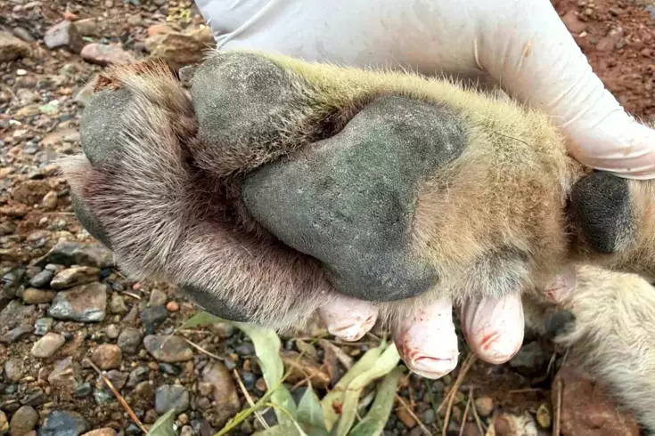Fethiye’de aracın çarptığı kurt bilim projesine ışık tutacak