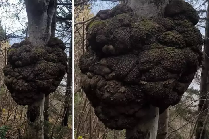 Ormanda avlanırken tesadüfen buldu Altın değerinde