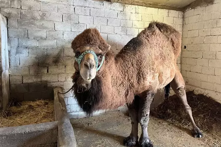 Şap hastalığı onları da etkiledi Erkenden inzivaya çekildiler