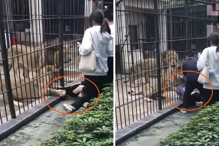 Çin’de dehşet anları: Aslan 10 yaşındaki kızın bacağını yakaladı