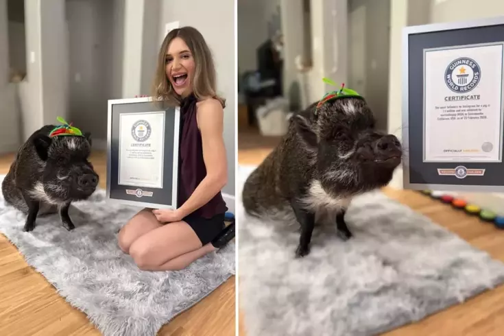 Adını dünya rekorlarına yazdıran domuz: Merlin