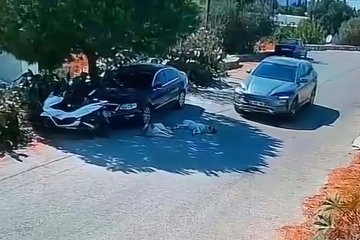 Güvenlik kamerası ortaya çıkardı: Bodrum'da iki köpeği ezen sürücü aranıyor