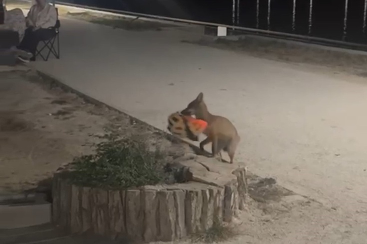 İzleyenler yapay zeka sandı! Şehre inen tilki kapkaç yaptı