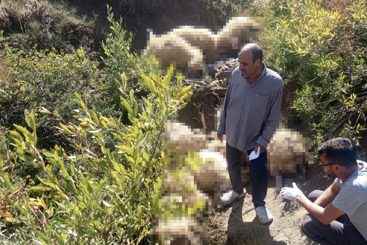 Tunceli Ovacık'ta yaylada paniğe kapılan sürüdeki izdiham 40 koyunu telef etti
