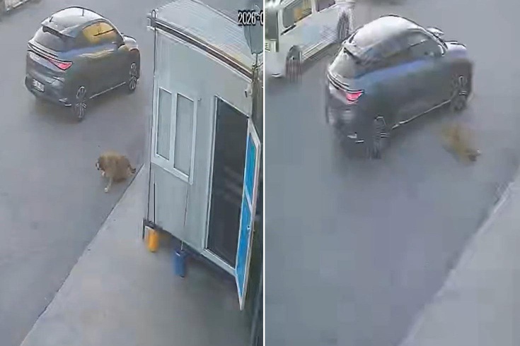 Afyonkarahisar'da bir sürücü, sokak köpeğine çarpıp durmayarak yoluna devam etti