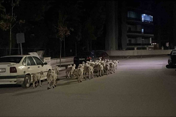 Çorum'da kapıyı kırıp kaçan koyunlar sokak sokak aranıp boş arazide bulundu