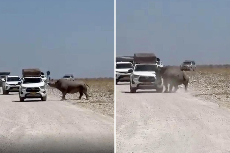Turistlerin yüreği ağzına geldi! Bir tonluk dev hayvan arabayı parçalıyordu