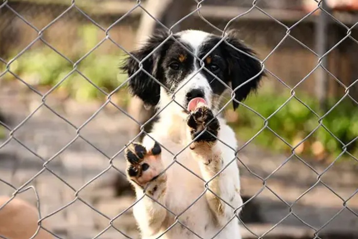Mahkemeden sahipsiz köpek kararı: Ankara'daki besleme yasağı iptal edildi