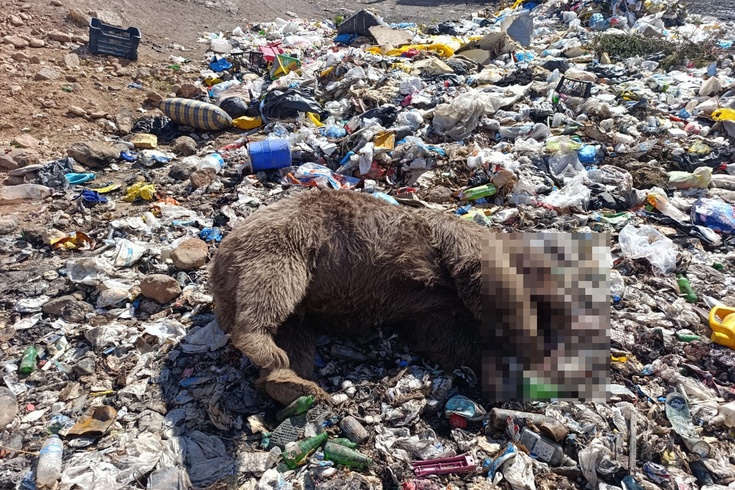 Kiğı'daki çöp sahasında 3 bozayı kurşunlanmış olarak bulundu: Dernekten araştırma çağrısı