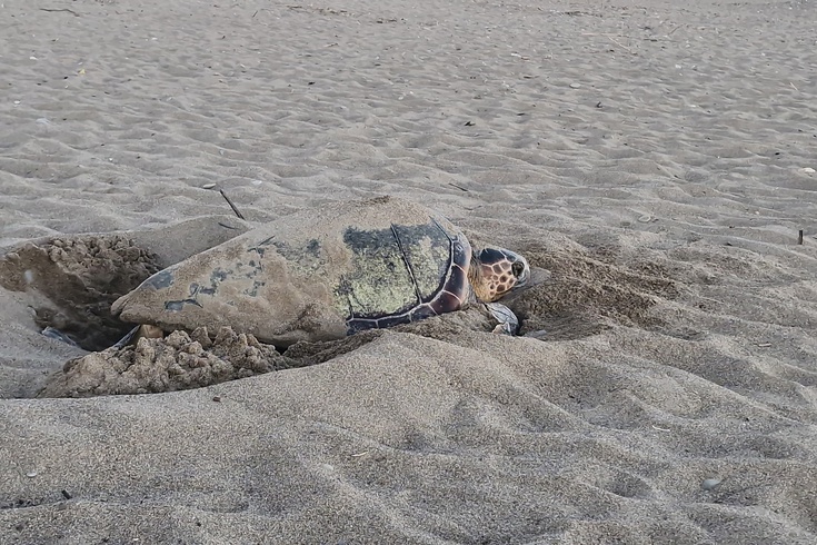 Belek sahilinde caretta sezonu kapandı: 2 bin 600 yuvadan 100 binin üzerinde yavru denizle buluştu