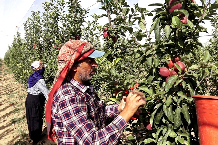 8 yıl önce hobi olarak başladı, şimdi 25 bin ağacı var: 4 ülkeye satıyor