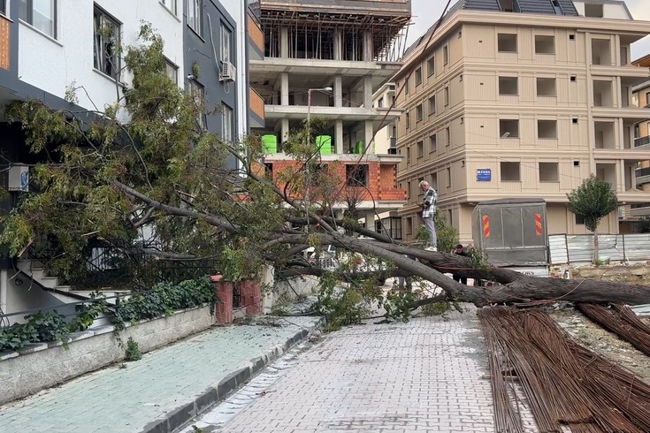 Kökleri açıkta kalan ağaç rüzgara dayanamadı: Avcılar'da kadın kıl payı kurtuldu