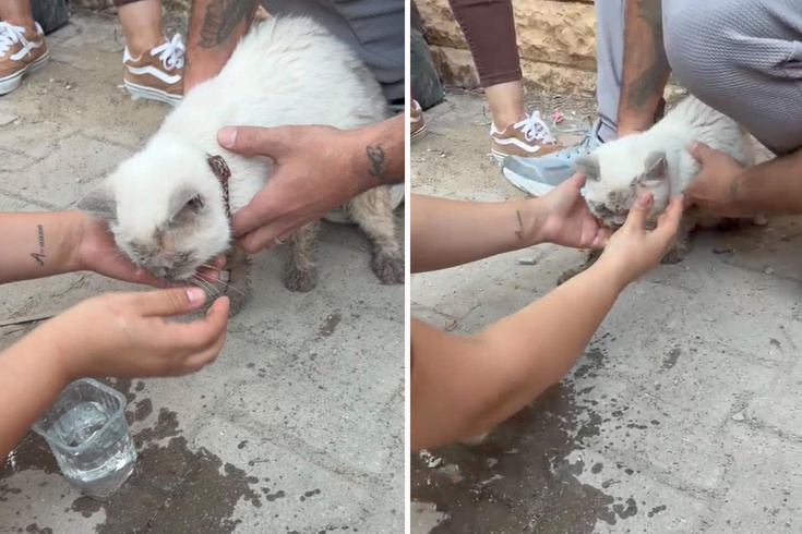 Maltepe'de enkaz kaldırma sırasında beton parçalarının arasından kedi canlı çıkarıldı