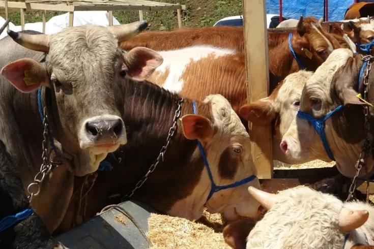Rakamlar netleşti İşte kurban fiyatlarının en uygun olduğu 7 ilimiz