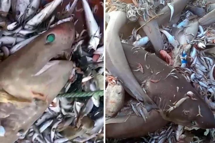 Mersin’de 8 köpekbalığı ağa takıldı