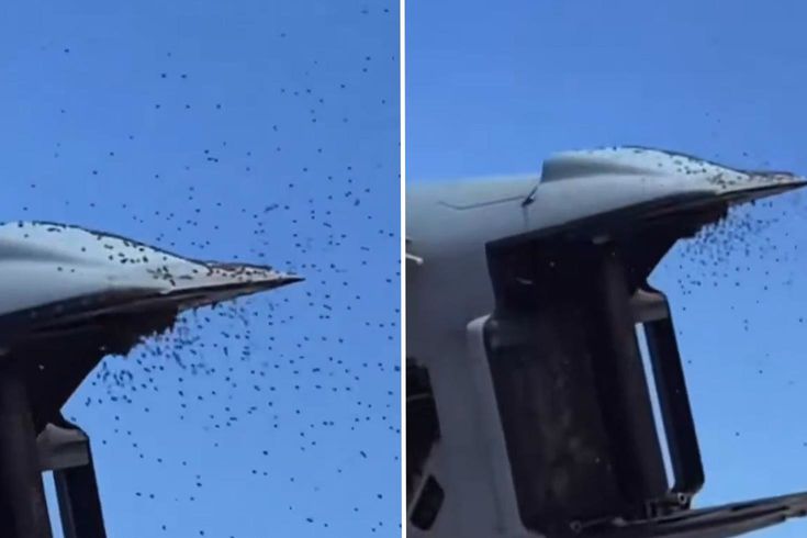 İsrail’de “Sarı Alarm“: Tarihin en büyük arı istilası askeri uçuşları durdurdu