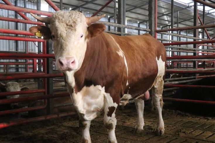 1,5 tonluk dev tosun Kurban için hazır İşte istenen fiyat