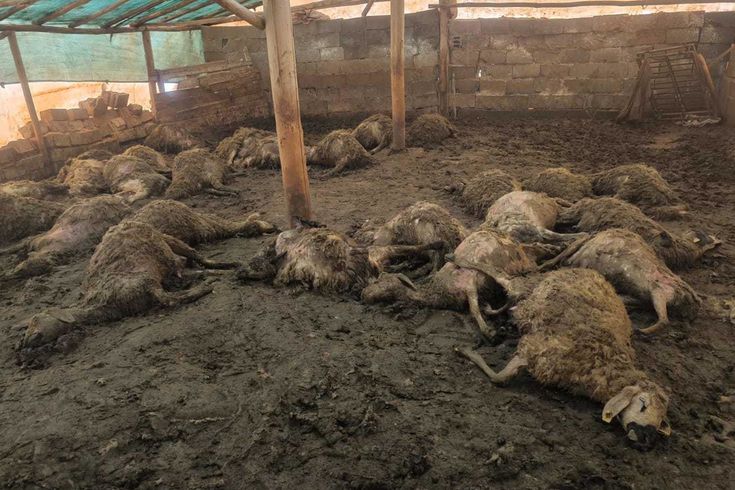 Üreticinin tüm birikimi bir gecede yok oldu