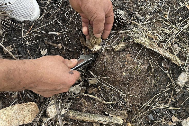 Kastamonu’da yanan ormanlık alanın küllerinden servet doğdu